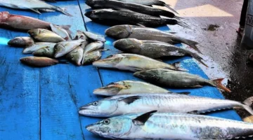 أسعار السمك اليوم الثلاثاء 21-10 وتأثيرها على الأسواق المحلية والاستهلاك الغذائي